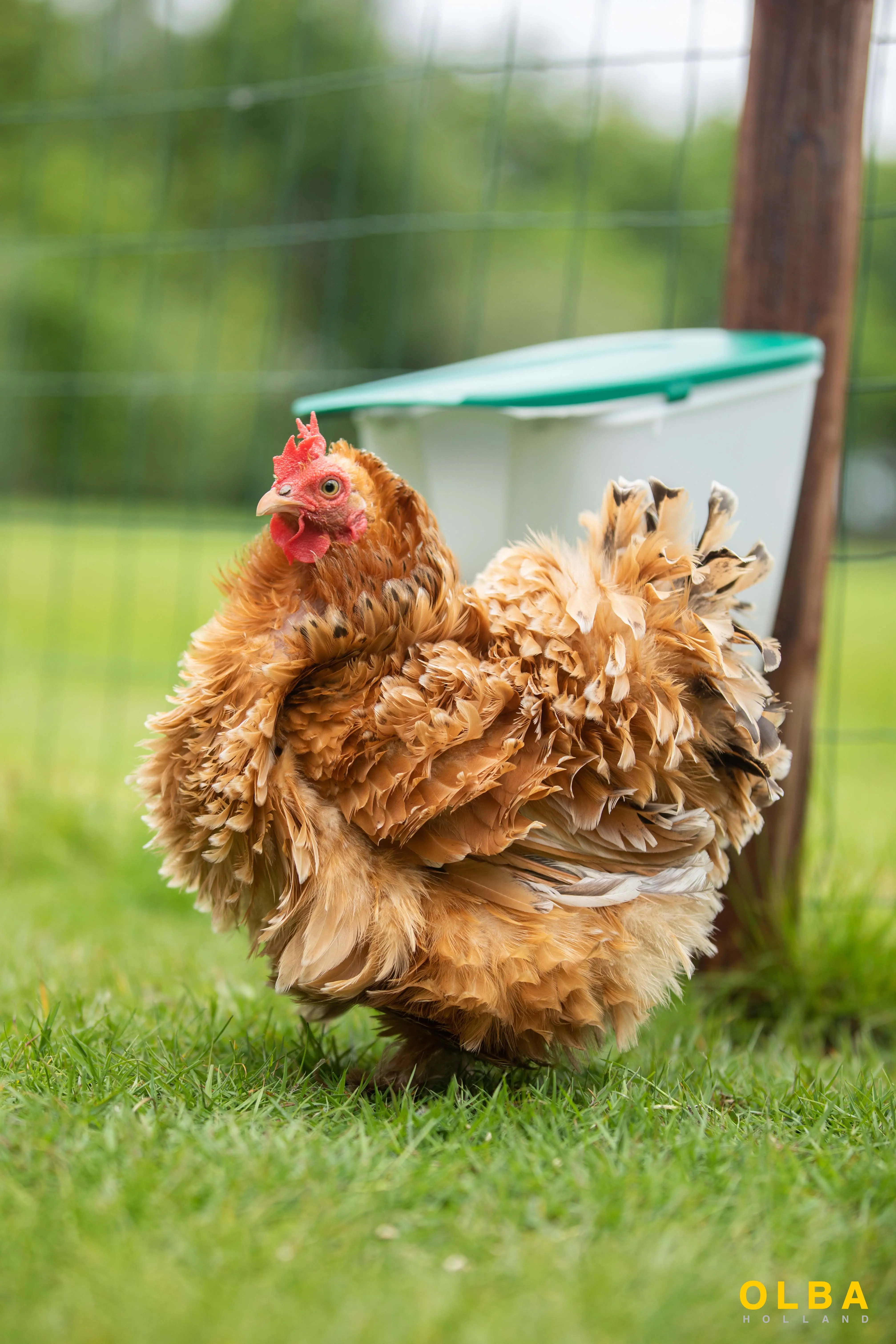 V-Feedr No Waste Feeder 2.5kg