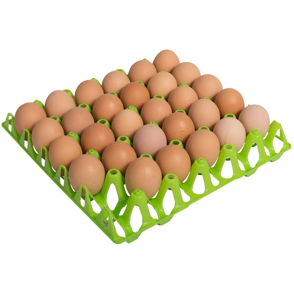 Eier tray voor 30 eieren groen